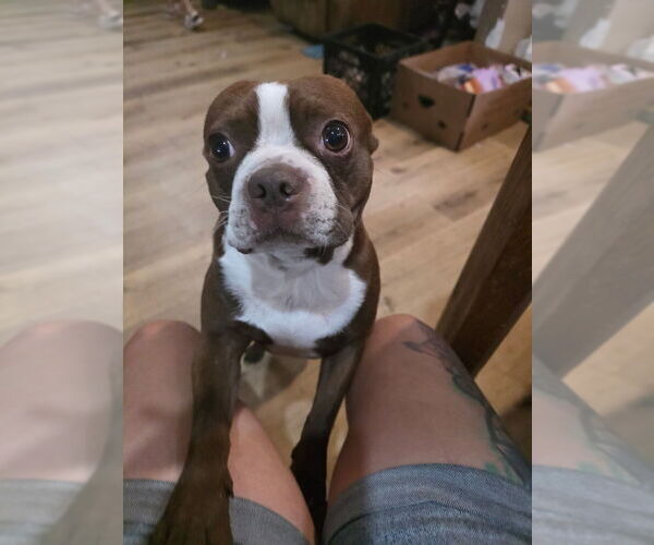 Medium Photo #1 Boston Terrier Puppy For Sale in REEDS SPRING, MO, USA