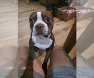 Father of the Boston Terrier puppies born on 06/13/2025