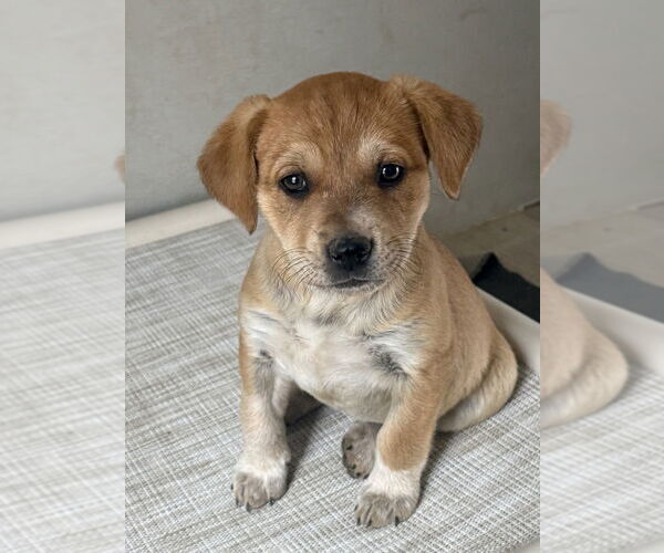 Medium Photo #4 Labrador Retriever-Unknown Mix Puppy For Sale in Bolivar, MO, USA