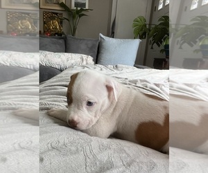 American Pit Bull Terrier Puppy for sale in HYDE PARK, MA, USA