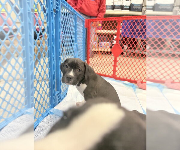 Medium Photo #2 Mutt Puppy For Sale in Wenonah, NJ, USA