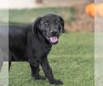 Small #4 Mutt