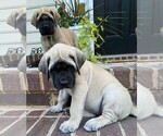 Small #2 Mastiff