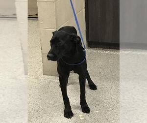 Australian Kelpie-Unknown Mix Dogs for adoption in Conroe, TX, USA
