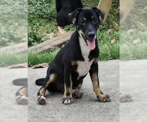Mutt Dogs for adoption in San Antonio, TX, USA
