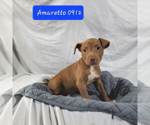 American Pit Bull Terrier-Unknown Mix Dogs for adoption in Foristell, MO, USA