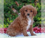 Small #3 Cavapoo (Miniature)