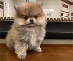 Small Photo #3 Pomeranian Puppy For Sale in ANTELOPE, CA, USA