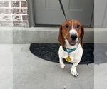 Small #7 Dachshund Mix
