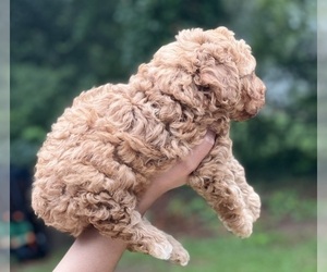 Poodle (Miniature) Puppy for sale in STOCKBRIDGE, GA, USA