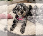 Small Photo #3 Poodle (Toy) Puppy For Sale in Omaha, NE, USA