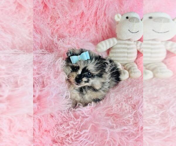 Medium Photo #26 Pomeranian Puppy For Sale in ORLANDO, FL, USA