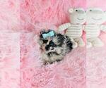 Small Photo #26 Pomeranian Puppy For Sale in ORLANDO, FL, USA