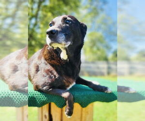 Labrador Retriever-Unknown Mix Dogs for adoption in Germantown, OH, USA