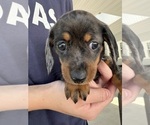 Puppy Puppy 4 Dachshund