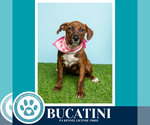 Small #9 Boxer Mix