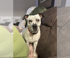 Pointer-Unknown Mix Dogs for adoption in Cary, NC, USA