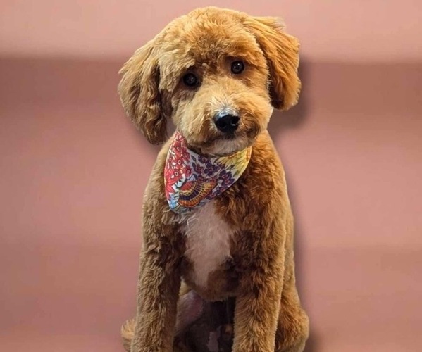 Medium Photo #1 Goldendoodle mix (+ Poodle Toy) Puppy For Sale in RUSSELLVILLE, KY, USA