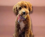 Small Photo #1 Goldendoodle mix (+ Poodle Toy) Puppy For Sale in RUSSELLVILLE, KY, USA