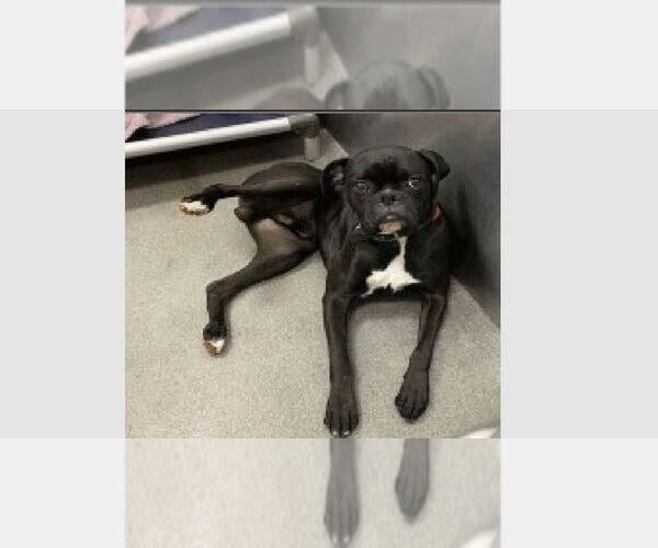 Medium Photo #1 Boxer Puppy For Sale in Austin, TX, USA