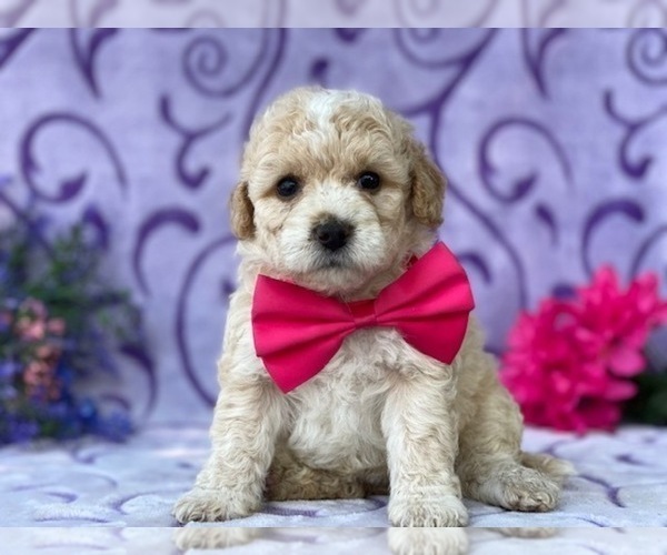 Medium Photo #2 Bichpoo Puppy For Sale in LANCASTER, PA, USA