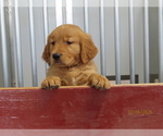 Small #1 Golden Retriever