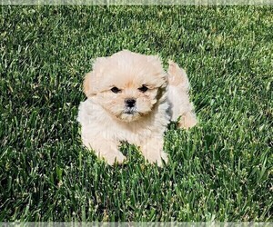 Maltipoo Puppy for sale in ROSEVILLE, CA, USA