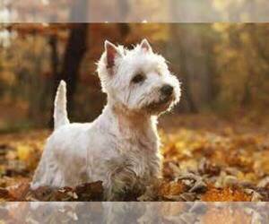 West Highland White Terrier Puppy for sale in WHITEWOOD, SD, USA