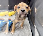 Small #2 Labrador Retriever Mix