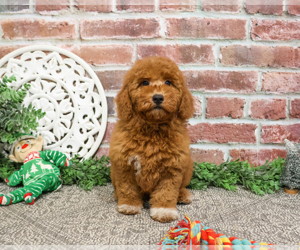 Medium Photo #27 Goldendoodle Puppy For Sale in SYRACUSE, IN, USA
