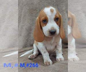 Beagle Puppy for Sale in CENTRALIA, Washington USA