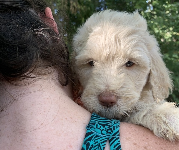 Medium Photo #6 Goldendoodle Puppy For Sale in BRKN ARW, OK, USA