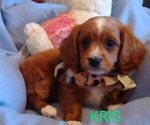Puppy 6 Cavachon-Poodle (Miniature) Mix