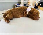 Small Photo #6 Goldendoodle (Miniature) Puppy For Sale in MANALAPAN, NJ, USA