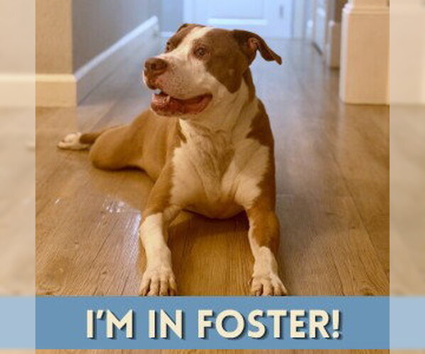 Medium Photo #1 Mutt Puppy For Sale in Alameda, CA, USA