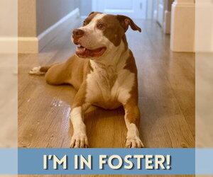 Mutt Dogs for adoption in Alameda, CA, USA