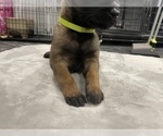 Small Photo #76 Belgian Malinois Puppy For Sale in REESEVILLE, WI, USA