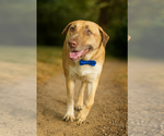 Small #1 Anatolian Shepherd Mix