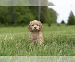 Small Photo #10 Cocker Spaniel-Poodle (Miniature) Mix Puppy For Sale in WARSAW, IN, USA