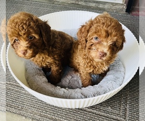 Poodle (Miniature) Puppy for sale in CHINO HILLS, CA, USA