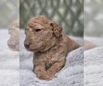 Small #4 Poodle (Standard)