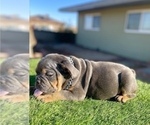 Small #5 English Bulldog