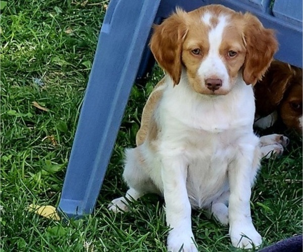 Medium Photo #5 Brittany Puppy For Sale in COLVILLE, WA, USA