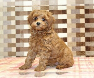 Cavapoo Puppy for Sale in DENVER, Pennsylvania USA