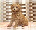 Image preview for Ad Listing. Nickname: Marley