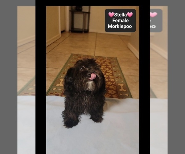 Medium Photo #2 Morkie Poo (Toy) Puppy For Sale in TUCSON, AZ, USA