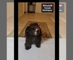 Stella - Female Morkie Poo (Toy) Puppy for Sale - Photo #2