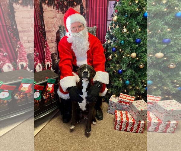 Medium Photo #7 Boxer-Unknown Mix Puppy For Sale in Germantown, OH, USA