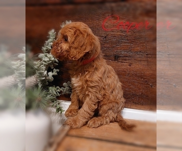 Medium Photo #3 Cavapoo Puppy For Sale in LEBANON, PA, USA