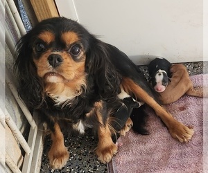 Mother of the Cavalier King Charles Spaniel puppies born on 11/25/2023